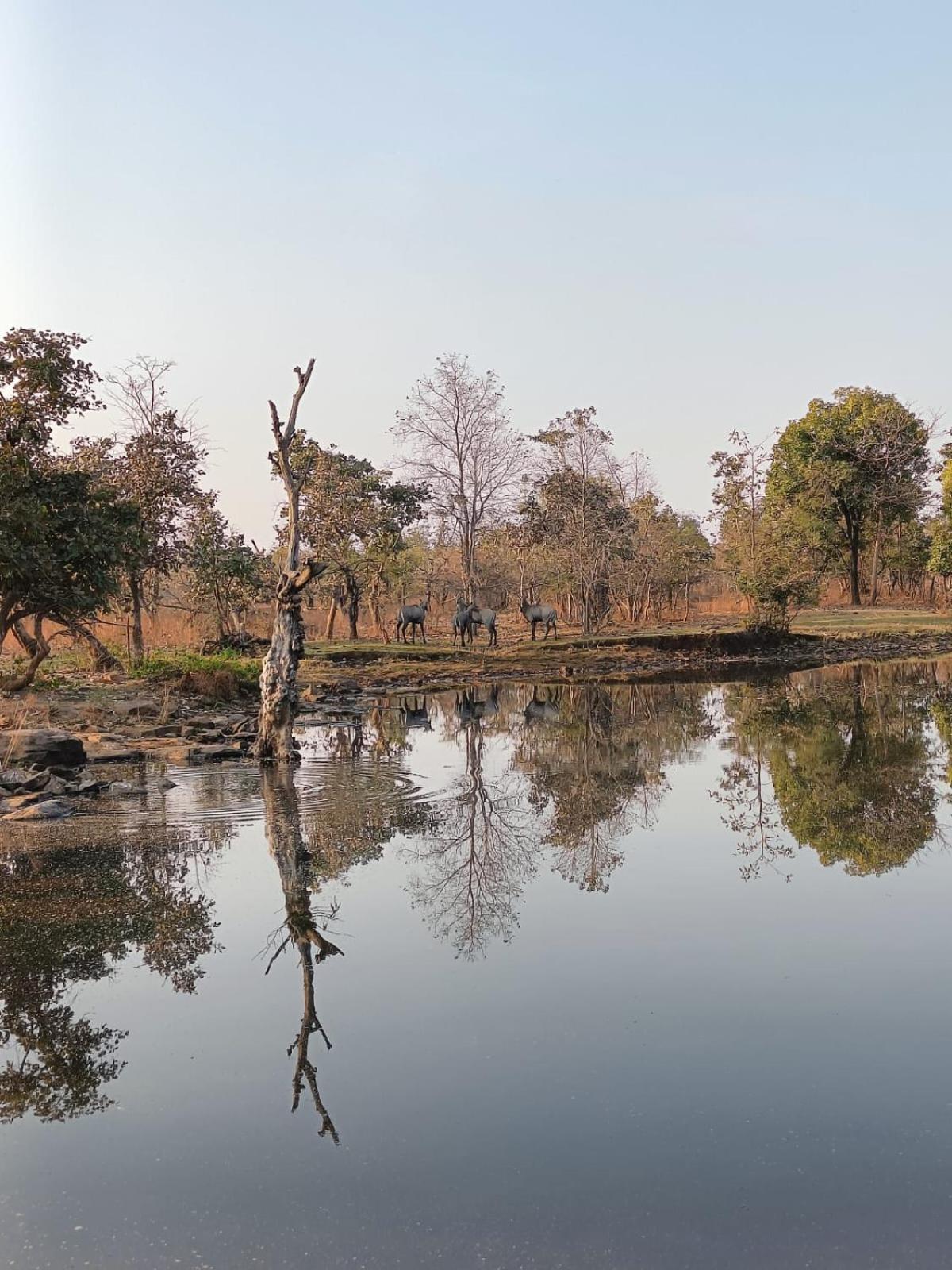 Gandhisagar Forest Retreat Gurla Exterior foto
